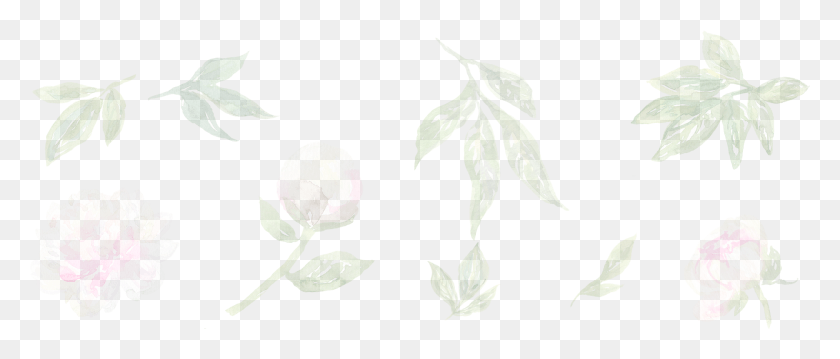 1852x712 X 729 2 0 Иллюстрация, Растение, Лист, Цветок Hd Png Скачать