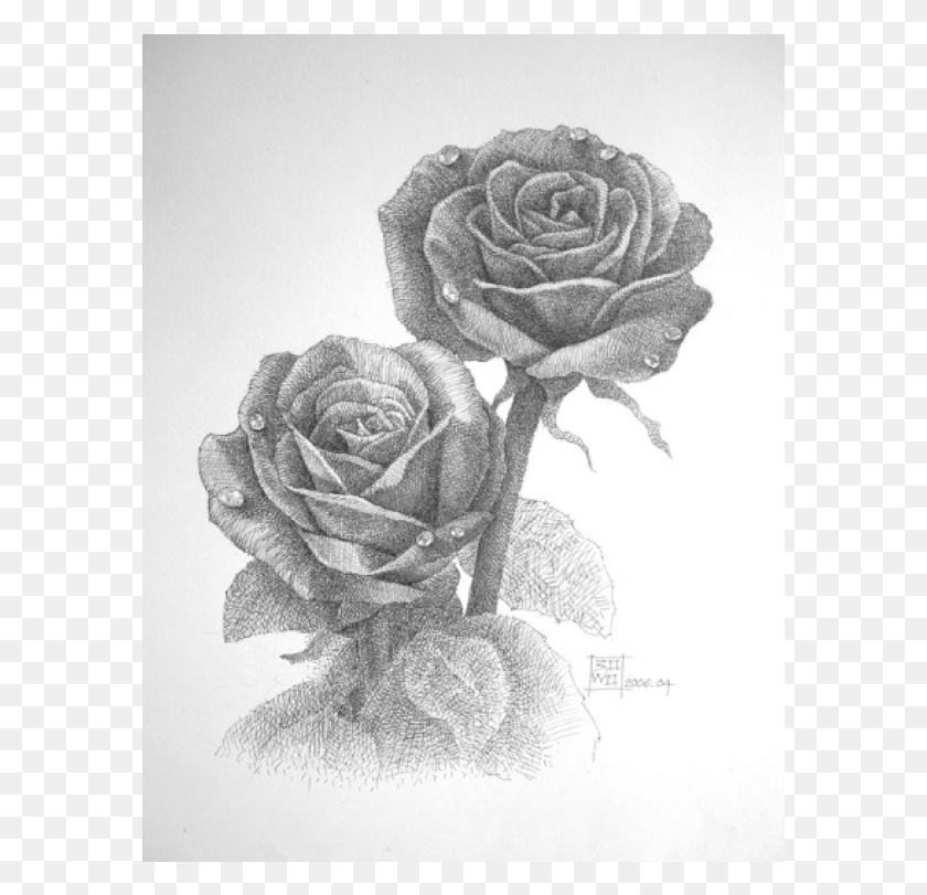 583x751 X 750 3 Garden Roses, Sketch HD PNG Download