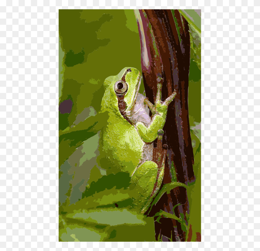 461x750 X 750 4 Dalnevostochnaya Kvaksha, Frog, Amphibian, Wildlife HD PNG Download