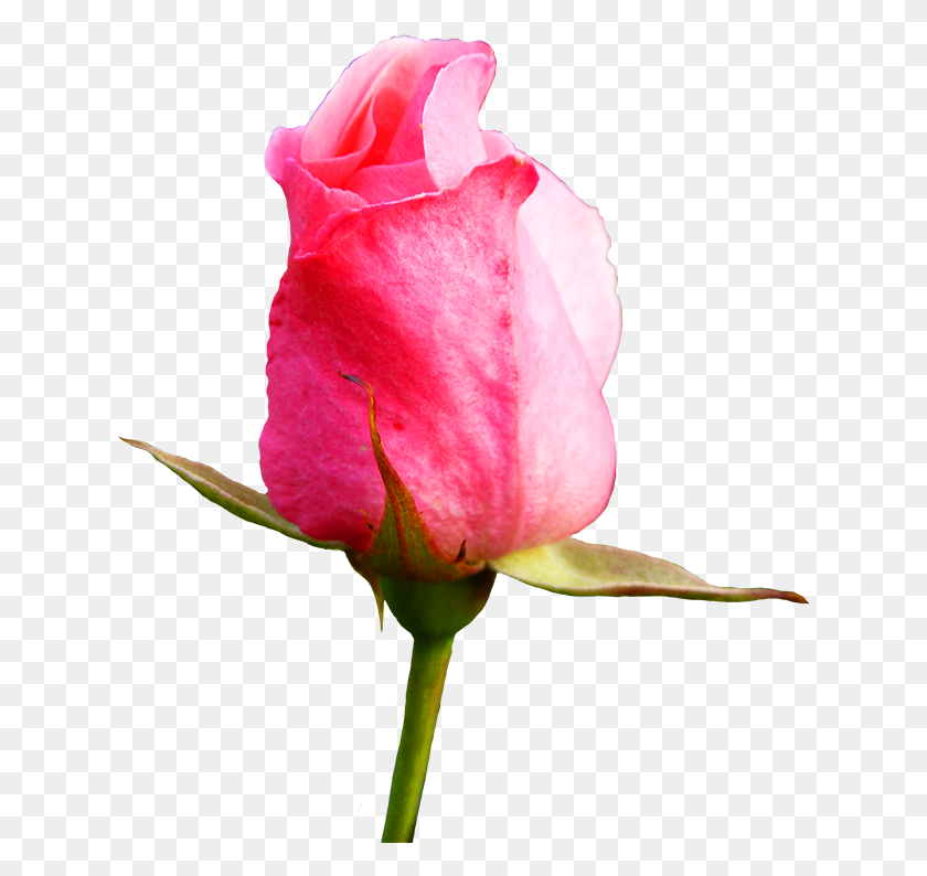 628x734 X 768 2 Розовые Розы, Роза, Цветок, Растение Hd Png Скачать