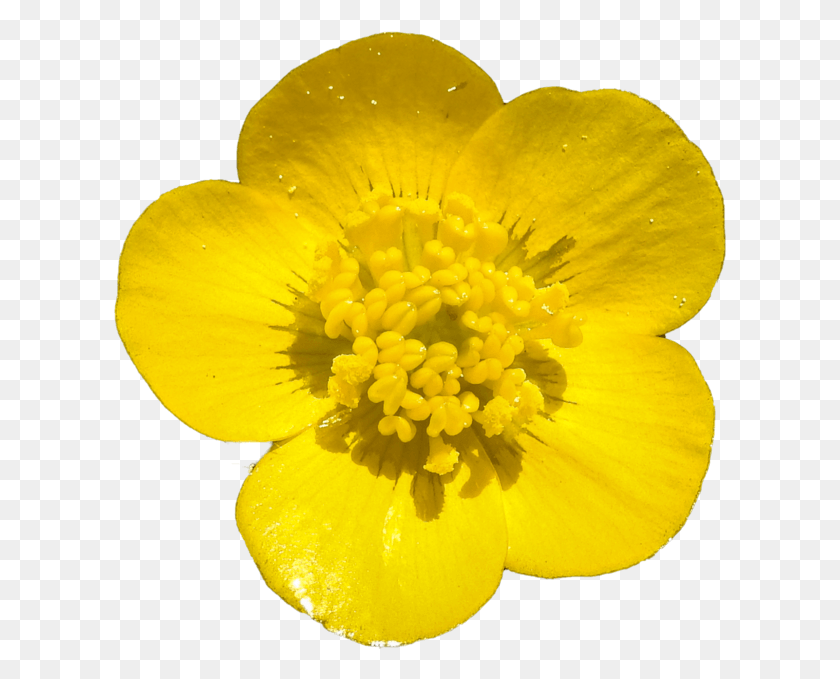 614x619 X 768 8 0 Transparent Buttercup, Pollen, Plant, Flower HD PNG Download