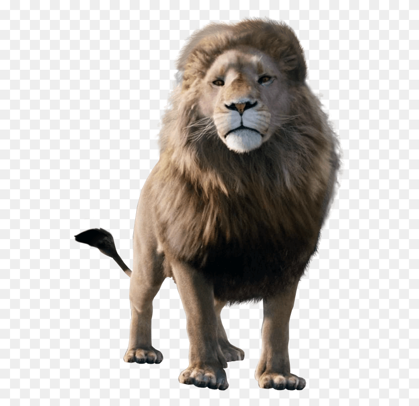 547x755 X 778 8 0 Scar The Lion King 2018, Wildlife, Animal, Lion HD PNG Download