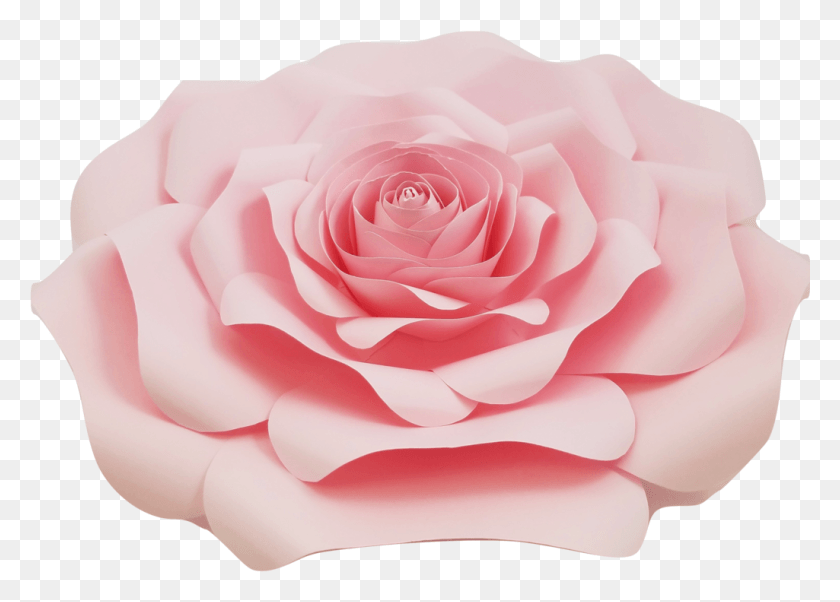 1025x713 Descargar Png / 5 Rosas De Color Rosa Claro Png