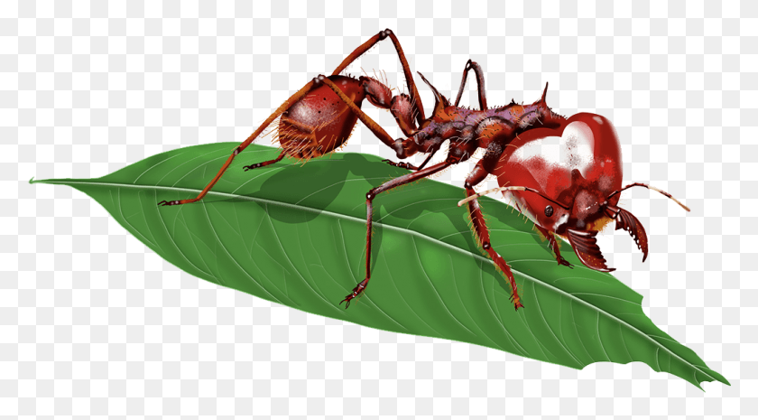 1028x535 X 781 6 Carpenter Ant, Insect, Invertebrate, Animal HD PNG Download