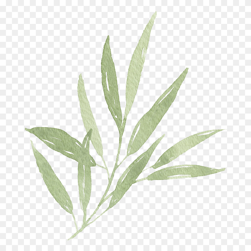 701x780 X 791 21 Watercolor Leaf Transparent Background, Plant, Weed, Grass HD PNG Download