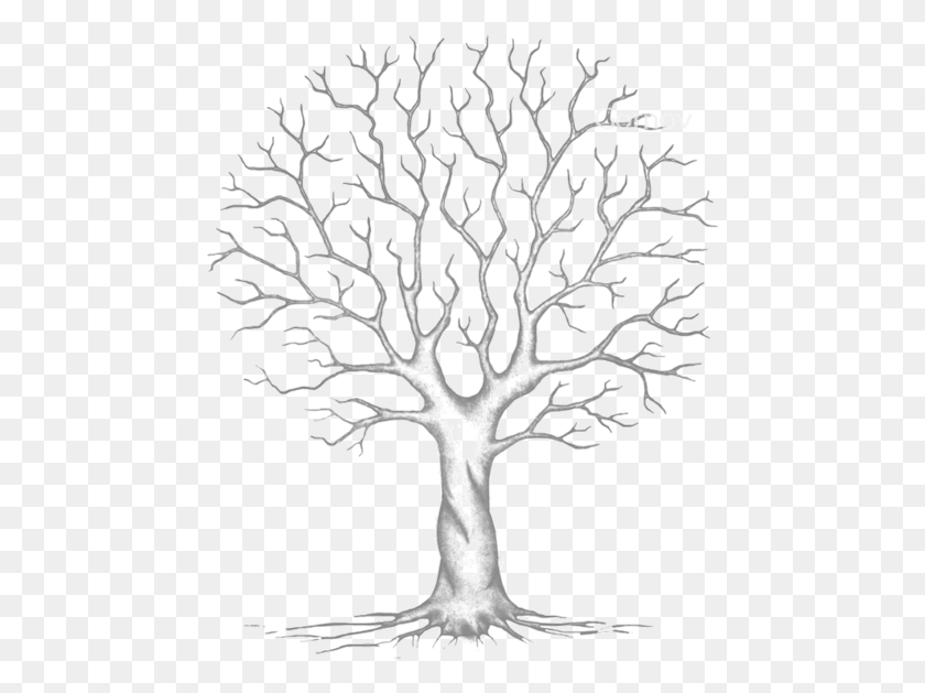 467x569 X 791 3 Нарисуйте Дерево Без Листьев, Растение, Корень, Ствол Дерева Png Скачать