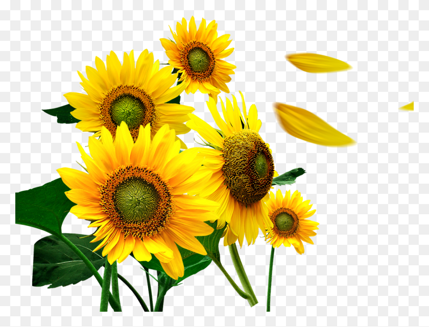 1071x799 X 799 7 Flores Girasoles, Plant, Flower, Blossom HD PNG Download