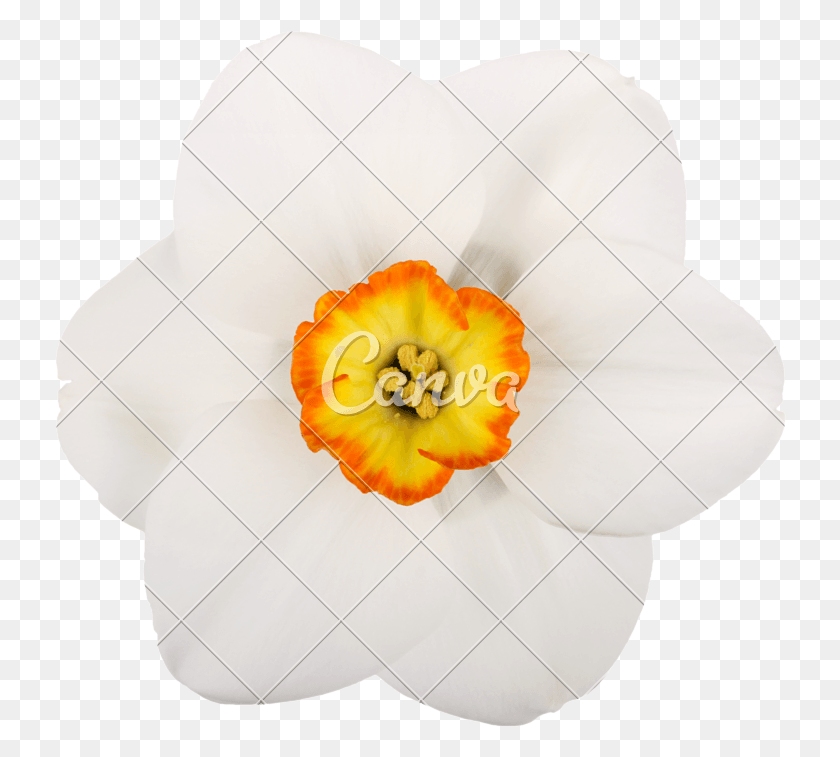 732x697 X 800 0 Искусственный Цветок, Растение, Цветок, Нарцисс Hd Png Скачать