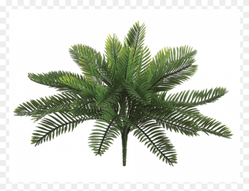 801x601 X 800 1 Attalea Speciosa, Растение, Дерево, Пальма Hd Png Скачать