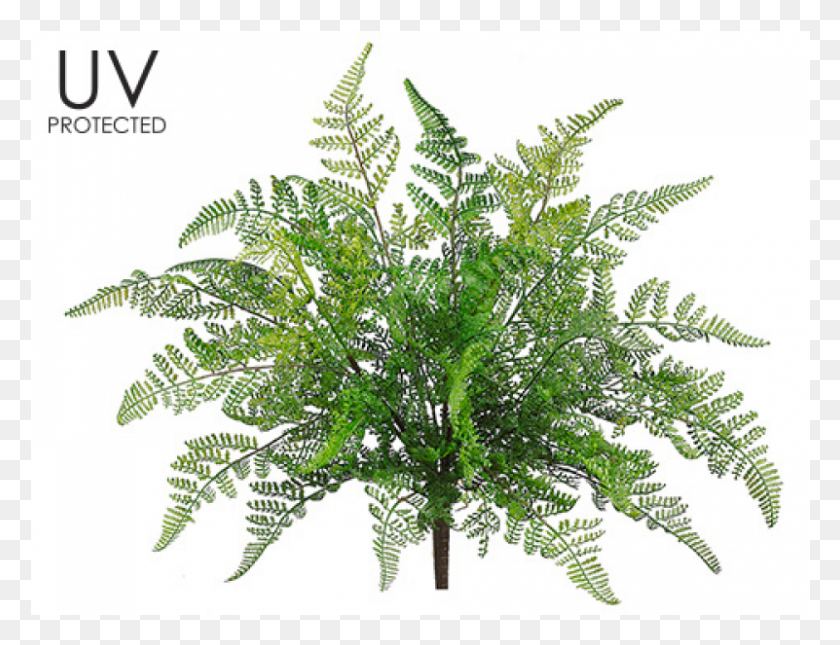 801x601 X 800 1 Fern, Plant, Leaf, Flower HD PNG Download