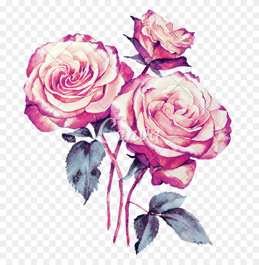 689x800 X 800 1 Watercolor Painting, Rose, Flower, Plant HD PNG Download