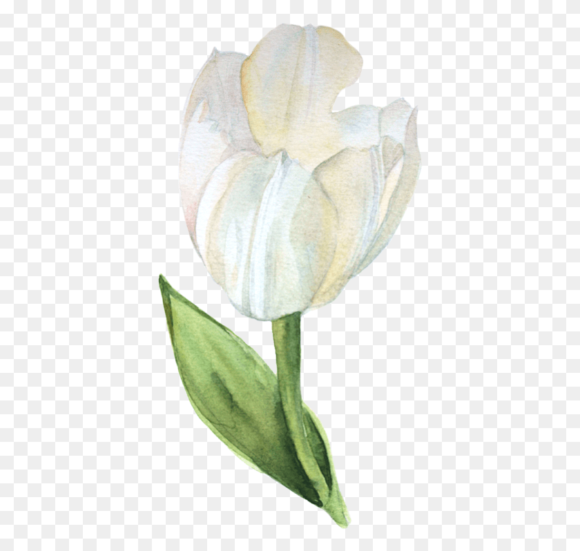 387x738 X 800 11 Белый Тюльпан Акварель, Растение, Цветок, Цветение Hd Png Скачать