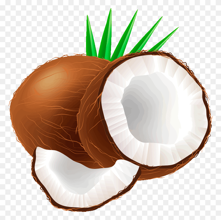 778x776 X 800 12 Coconut Clipart, Plant, Nut, Vegetable HD PNG Download
