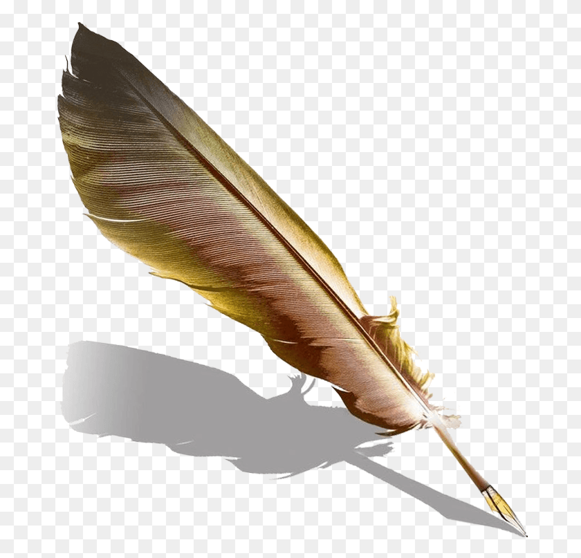 686x747 X 800 14 Quill, Leaf, Plant, Animal HD PNG Download