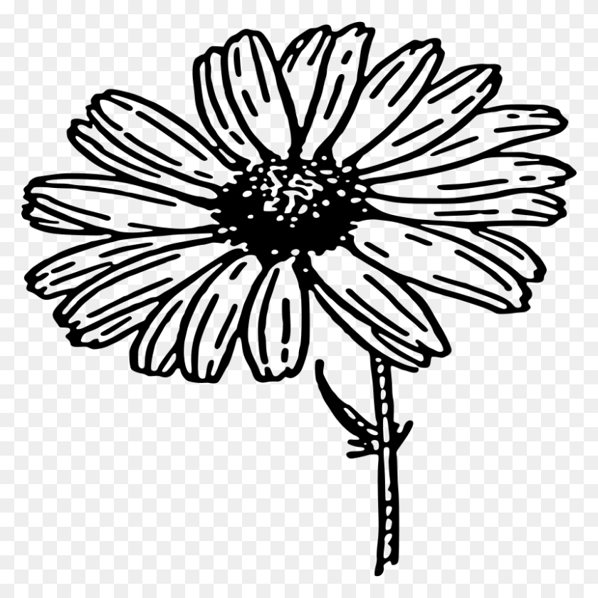 800x800 X 800 3 Daisy Flower Clipart Black And White, Gray, World Of Warcraft HD PNG Download