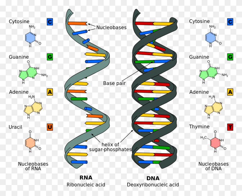 977x775 X 800 3 Nucleic Acid Structure, Paper, Confetti HD PNG Download