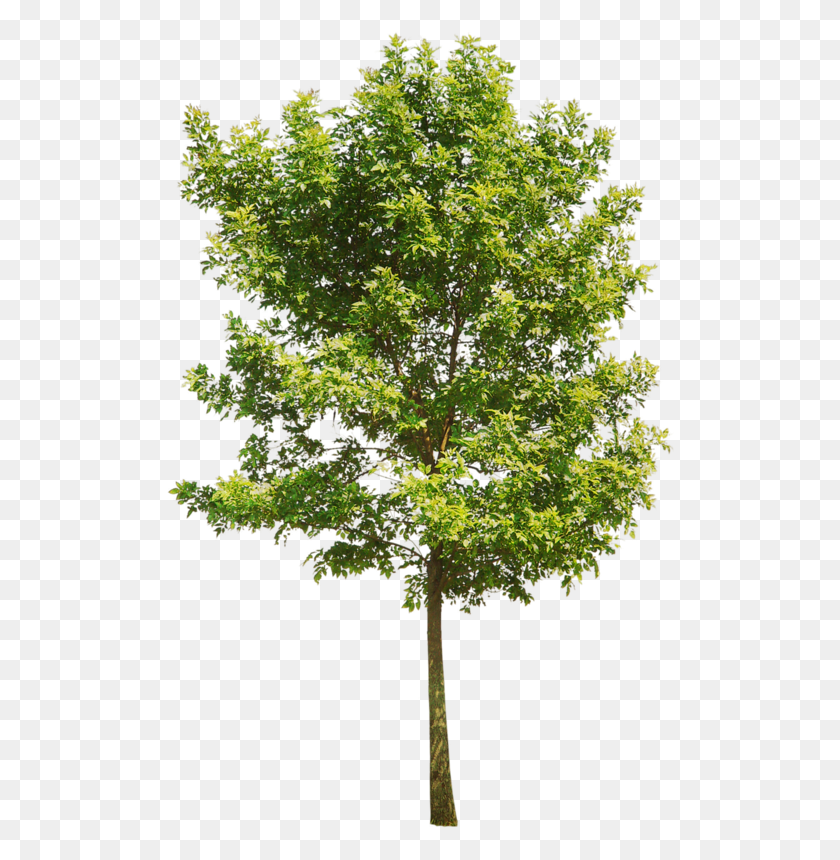 509x800 X 800 31 Bus Rapid Transport Station, Tree, Plant, Maple HD PNG Download