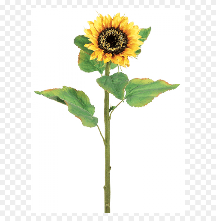 601x801 X 800 4 Sunflower With Stem, Plant, Flower, Blossom HD PNG Download