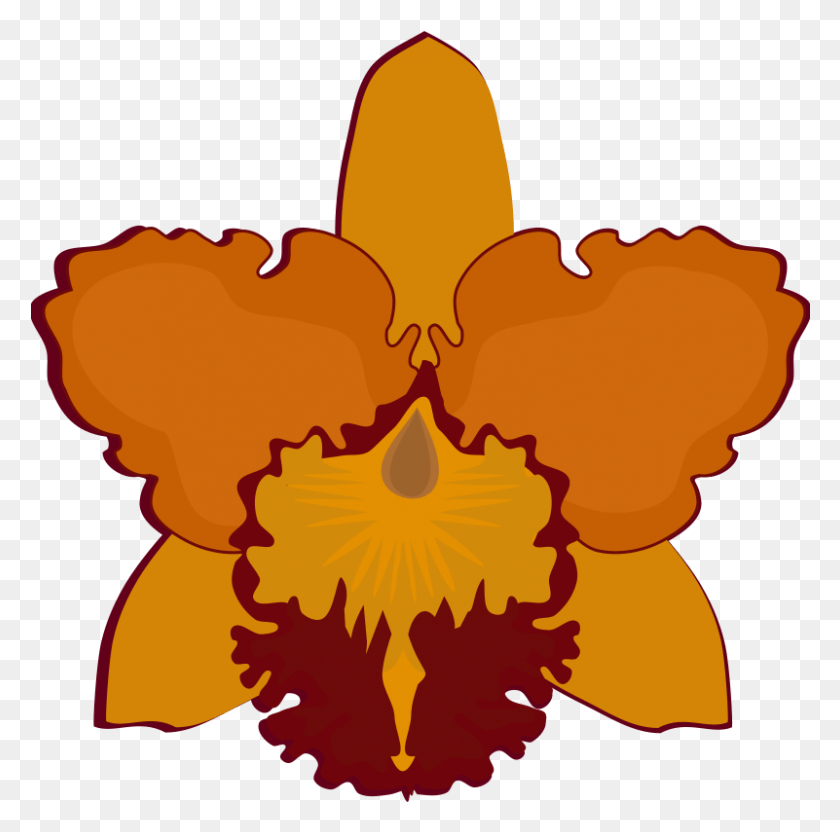 801x793 X 800 6 Легко Рисовать Каттлея Орхидея, Растение, Цветок, Цветение Png Скачать