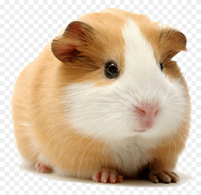 781x759 X 800 6 Guinea Pig Meaning In Hindi, Rodent, Mammal, Animal HD PNG Download