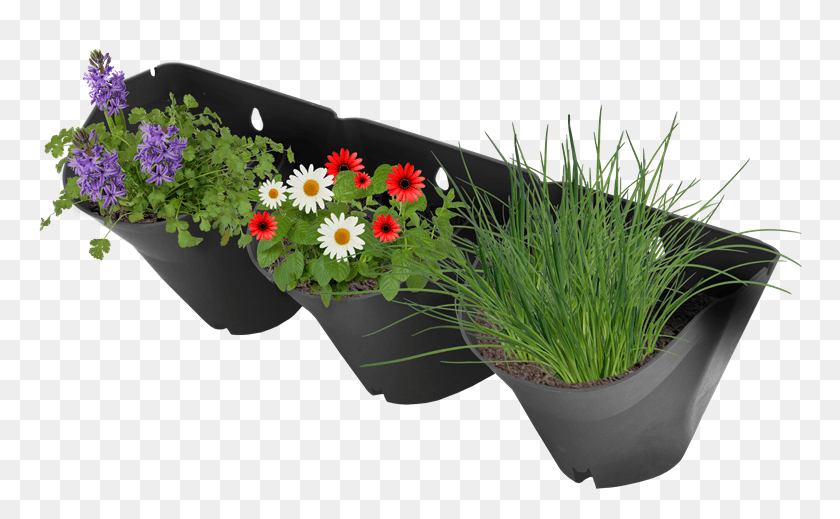 764x459 X 800 6 Vertical Flower Pot, Plant, Flower, Blossom HD PNG Download