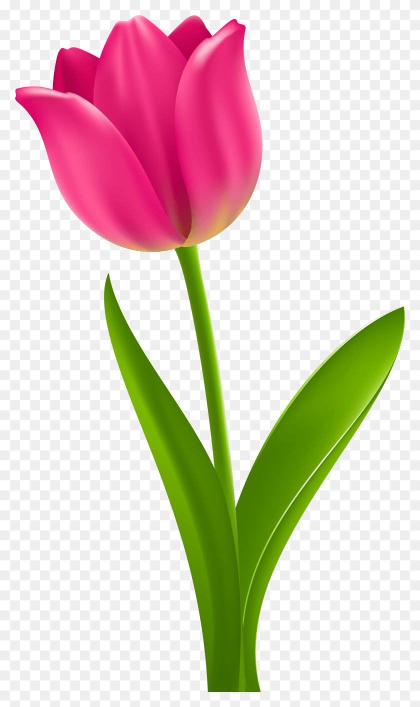 4583x7950 X 8000 19 Розовый Тюльпан Прозрачный, Растение, Цветок, Цветение Hd Png Скачать