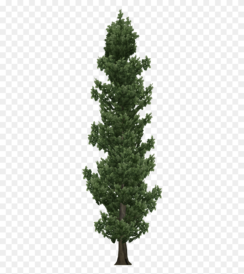 275x883 X 882 13 0 Cypress, Tree, Plant, Fir HD PNG Download