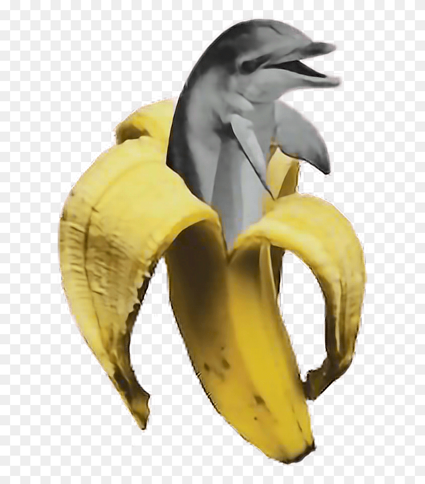 612x896 X 896 6 Banana, Plant, Fruit, Food HD PNG Download