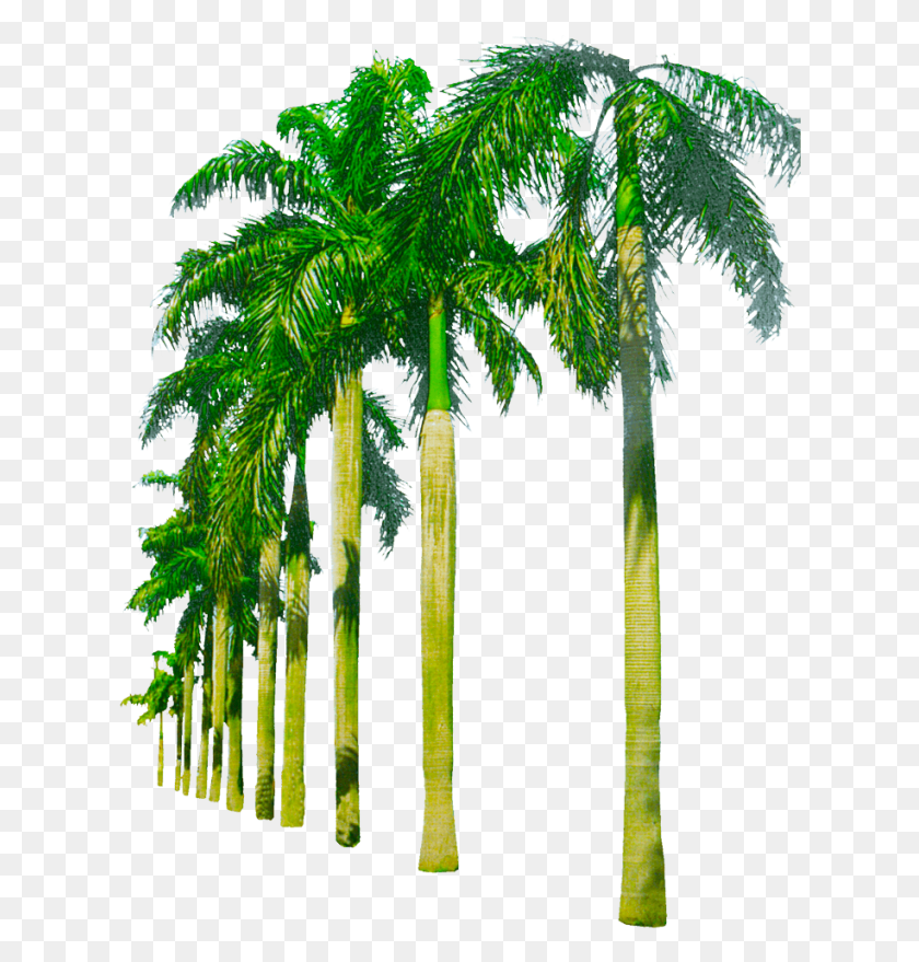 624x819 X 900 20 Background Free, Plant, Tree, Palm Tree HD PNG Download