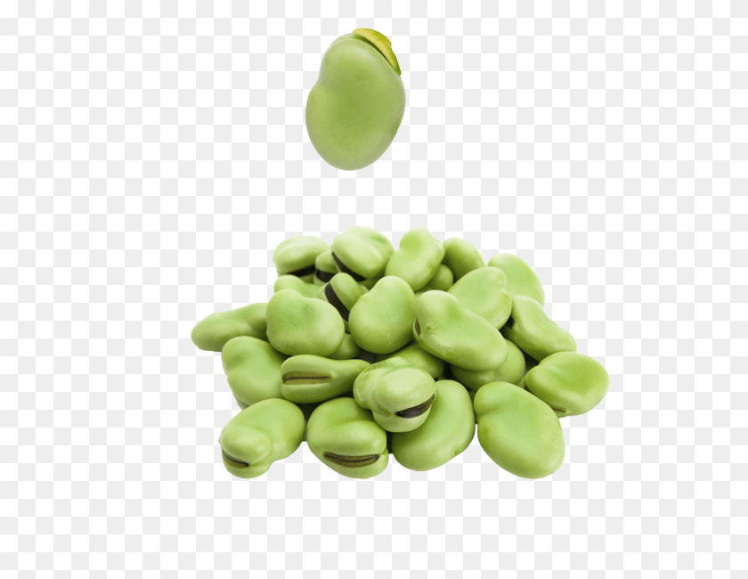 535x590 X 921 1 Broad Beans, Plant, Vegetable, Food HD PNG Download