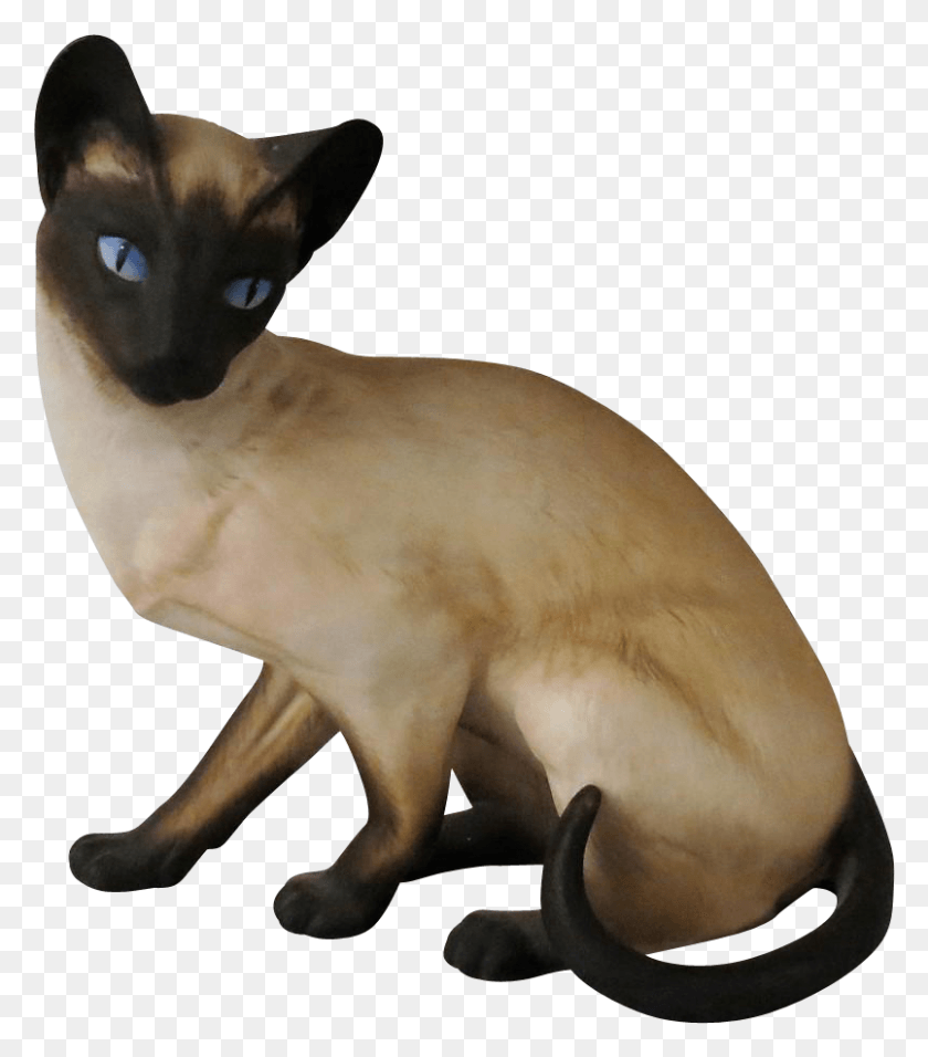 805x925 X 924 0 0 Siamese Cat Transparent Background, Pet, Mammal, Animal HD PNG Download