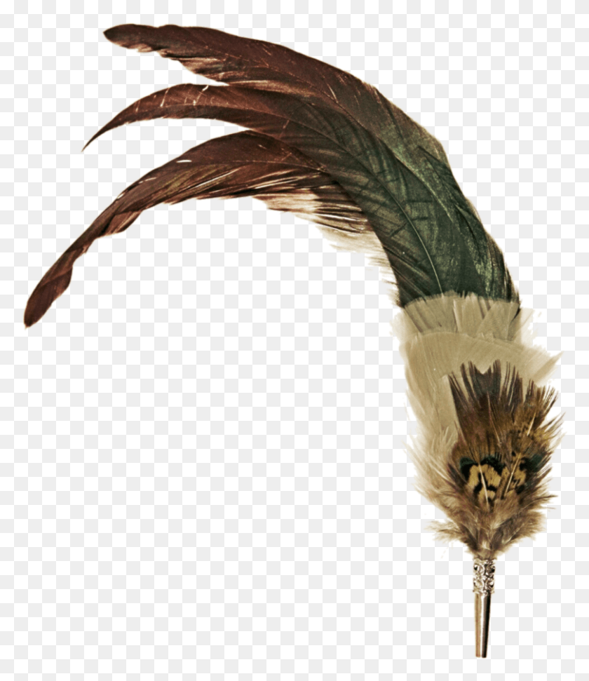 809x945 X 954 13 Vintage Feather Pen, Bird, Animal, Plant HD PNG Download
