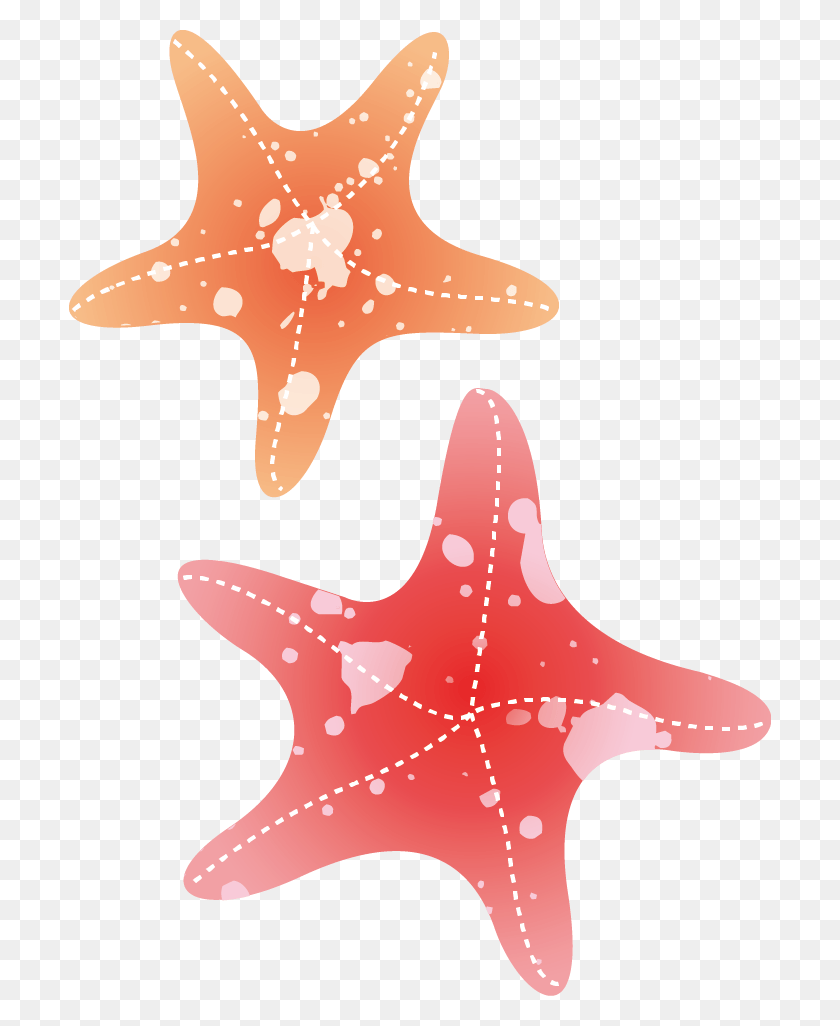 702x966 X 966 4 Морские Звезды Акварель, Морские Звезды, Беспозвоночные, Морская Жизнь Png Скачать