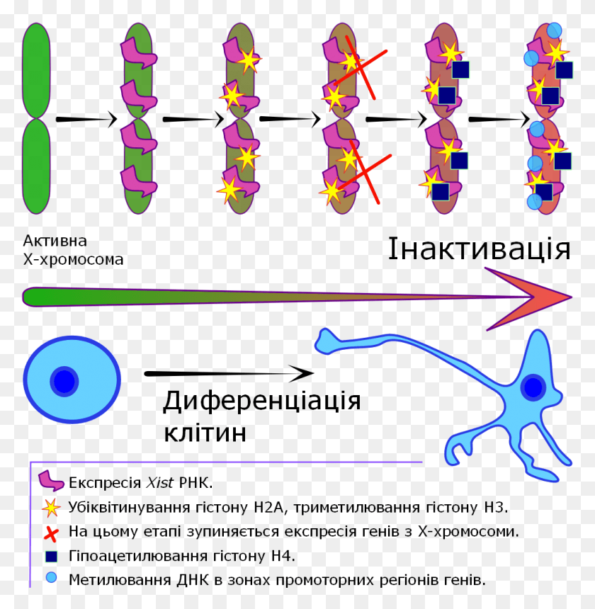 1012x1038 X Chromosome Inactivation V3 Orange, Pattern, Ornament, Text Png Скачать