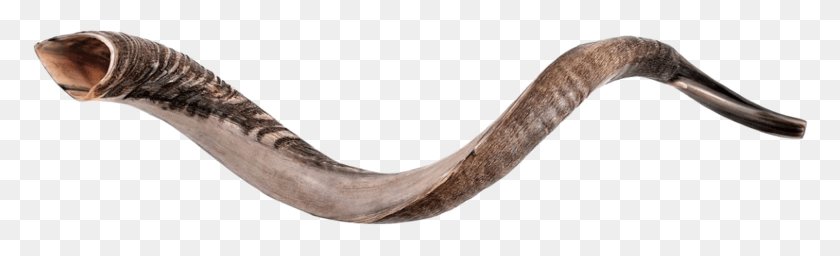Xl Yemenite Shofar Limited Time Sale Conger Eel, Horn, Brass Section, Musical Instrument HD PNG Download