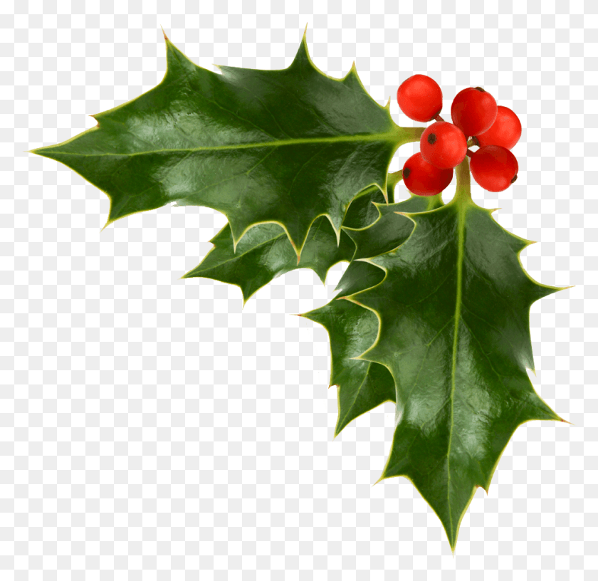 955x926 Xmas Stuff For Christmas Holly Christmas Holly, Leaf, Plant, Tree HD PNG Download
