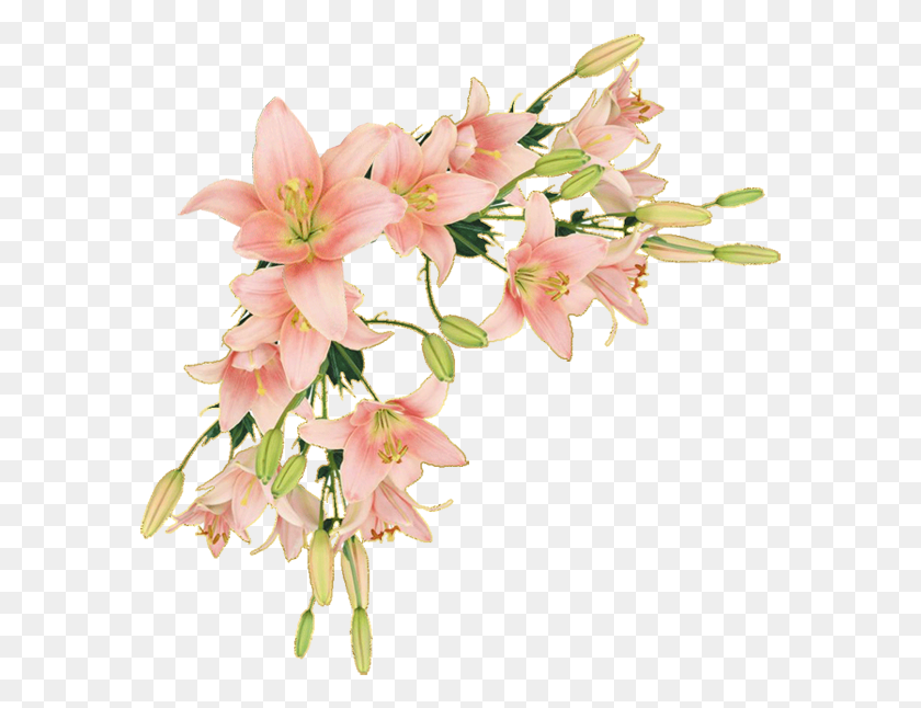 585x586 Png Y Trabajos Con Flores Flower Border Lily, Растение, Цветок, Цветение Png Скачать