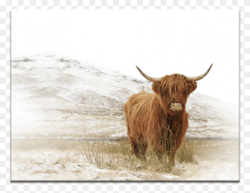 943x710 Yak Highland Cow Framed Print, Cattle, Mammal, Animal HD PNG Download