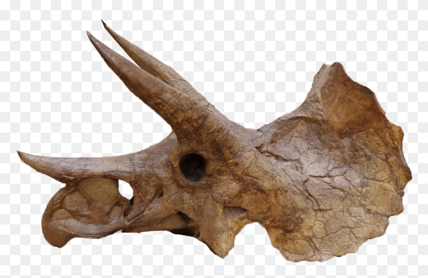 1067x664 Descargar Png Yale Peabody Triceratops 004Trp Cráneo, Dinosaurio, Reptil, Animal Hd Png