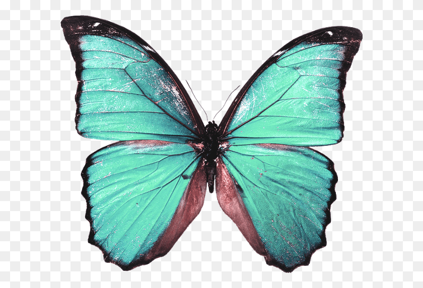 600x513 Yandeks Fotki Butterfly, Insect, Invertebrate, Animal HD PNG Download