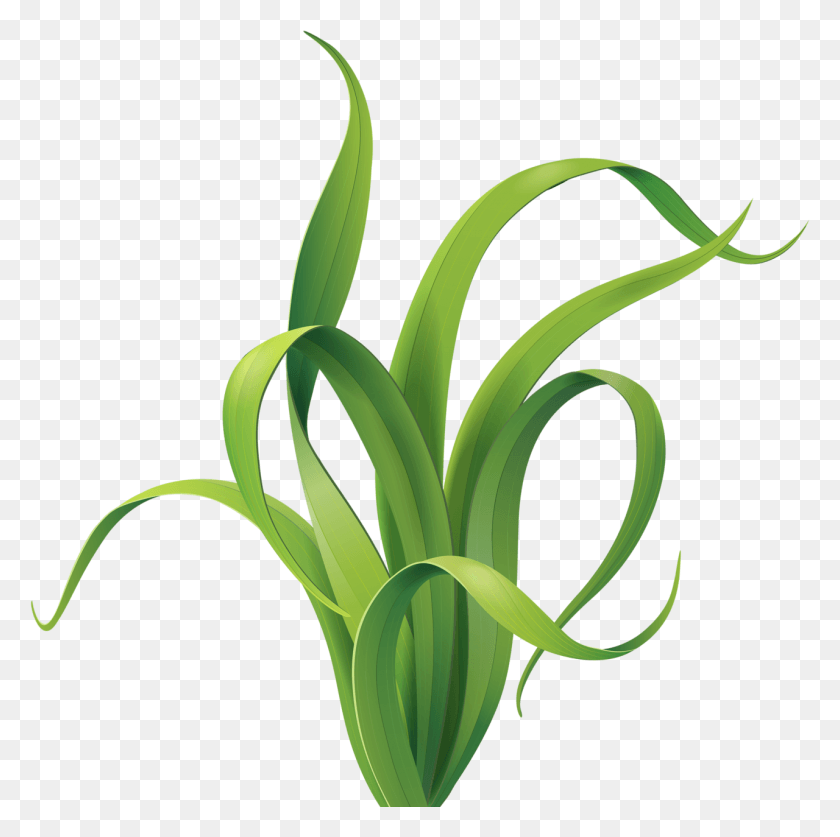 1280x1276 Yandeks Fotki Cartoon Seagrass, Planta, Producir, Alimentos Hd Png