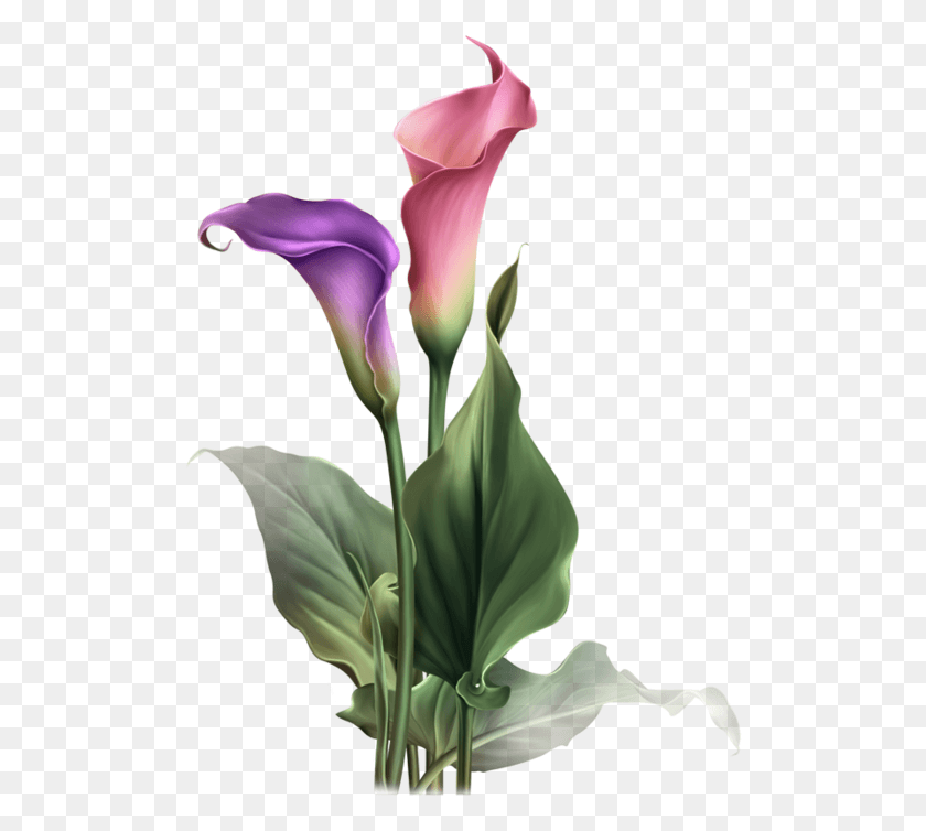 506x694 Yandeks Fotki Flores Calas, Plant, Flower, Blossom HD PNG Download