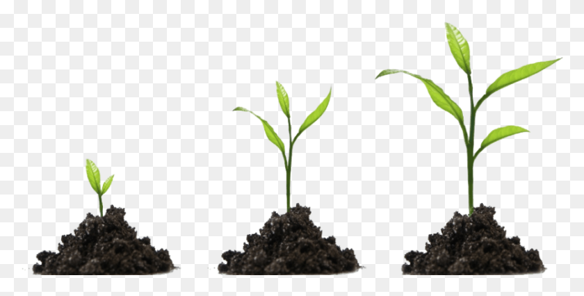 833x391 Years Ago I Thought Perfect Computer Security Growing In Christ, Plant, Tree, Sprout HD PNG Download