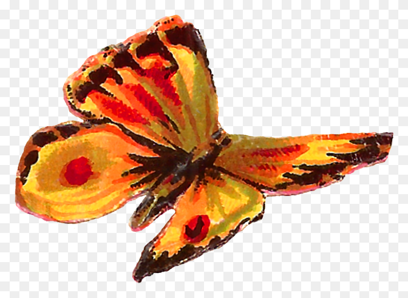 1479x1051 Yellow Butterfly Images, Plant, Lobster, Seafood HD PNG Download