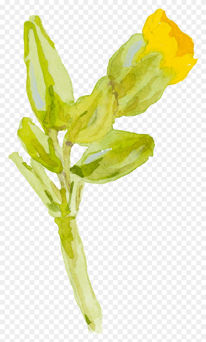 1004x1715 Yellow Cartoon Small Flower Watercolor Transparent Sketch, Plant, Leaf, Blossom Descargar Hd Png