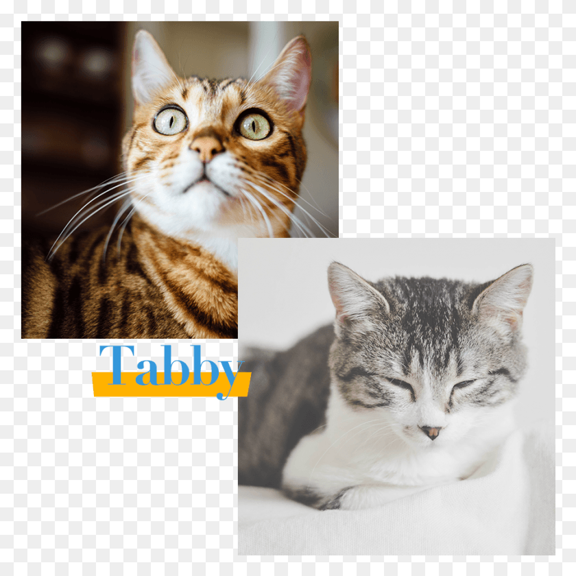 896x896 Descargar Png Gato Amarillo Cuaderno Libro Ocd Gatos, Mascota, Mamífero, Animal Hd Png