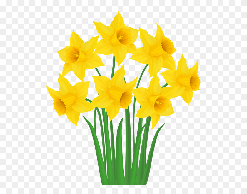 530x600 Yellow Daffodils Transparent Clip Art Image Transparent Background Daffodils Clipart, Plant, Flower, Blossom HD PNG Download