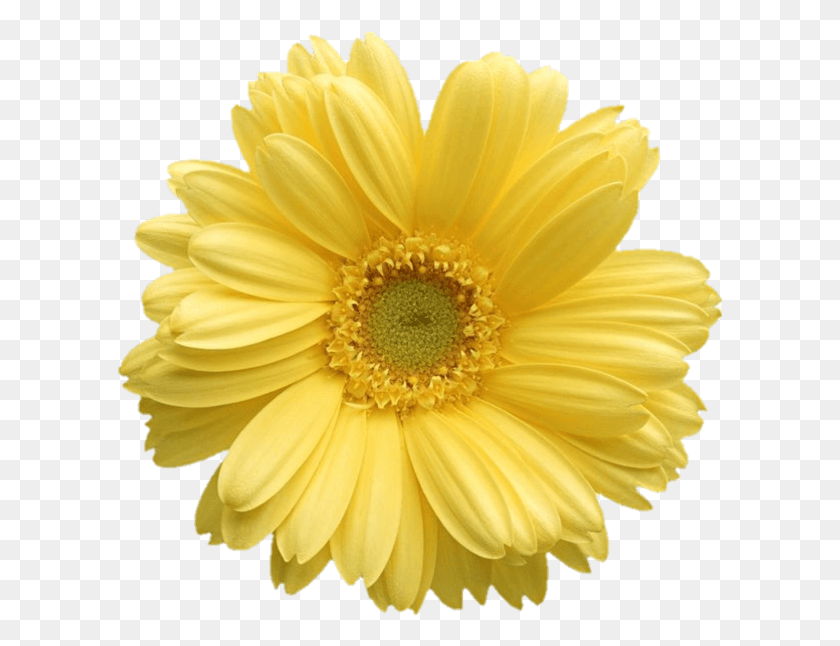 606x586 Yellow Daisies Daisy Transparent, Plant, Flower, Blossom HD PNG Download