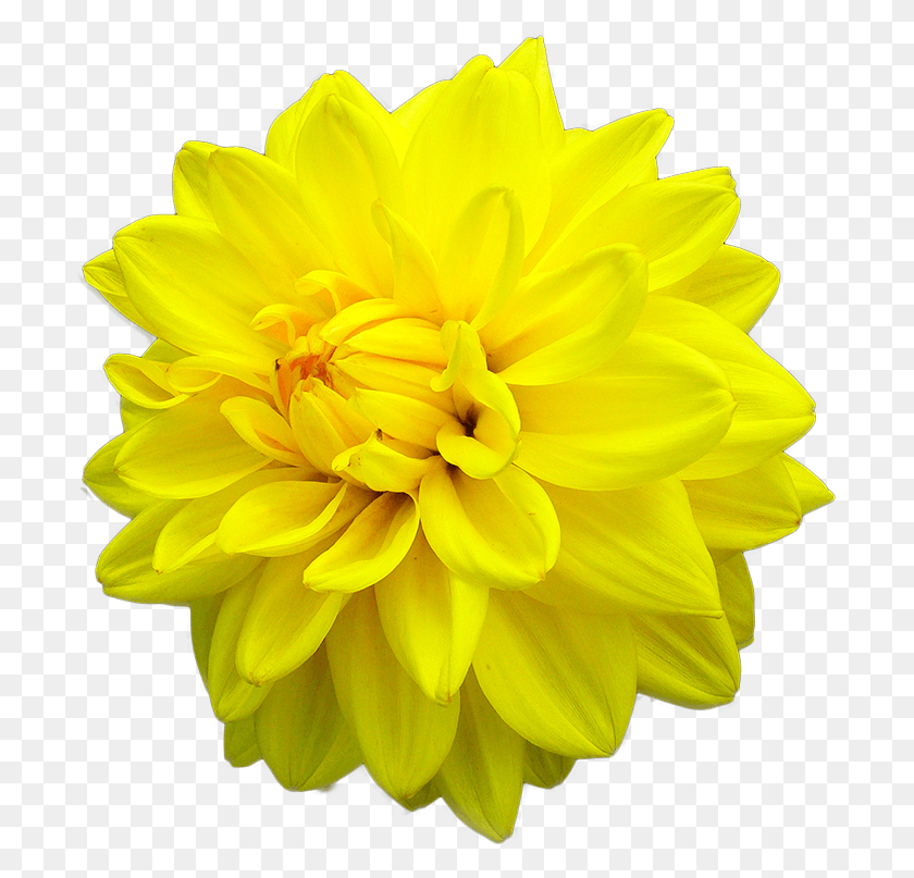 700x747 Yellow Daisy Dahlia Dahlia, Flower, Plant, Blossom Descargar Hd Png