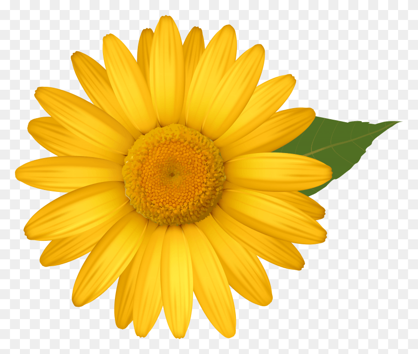 6032x5028 Yellow Daisy Image Daisy Flower Clipart Descargar Hd Png